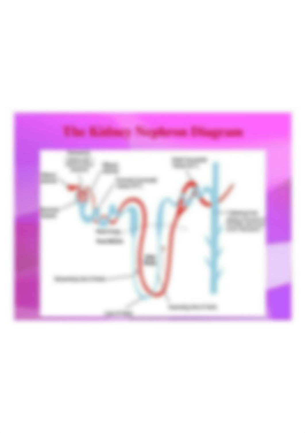 diagram of a nephron .jpg_df5wak2txc0_page1