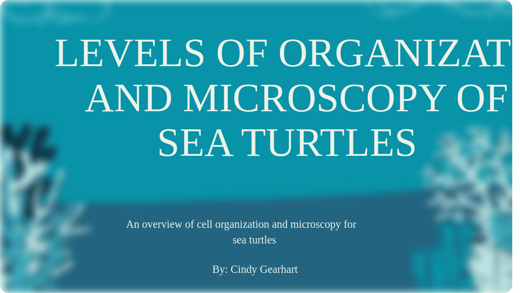 Levels of Organization of Sea Turtles.pdf_df68wbvqf2h_page1