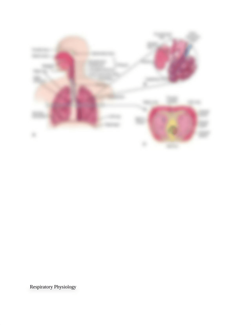 Chapter 38 Oxygenation outline   andrews.docx_df6ljzg6h0y_page2