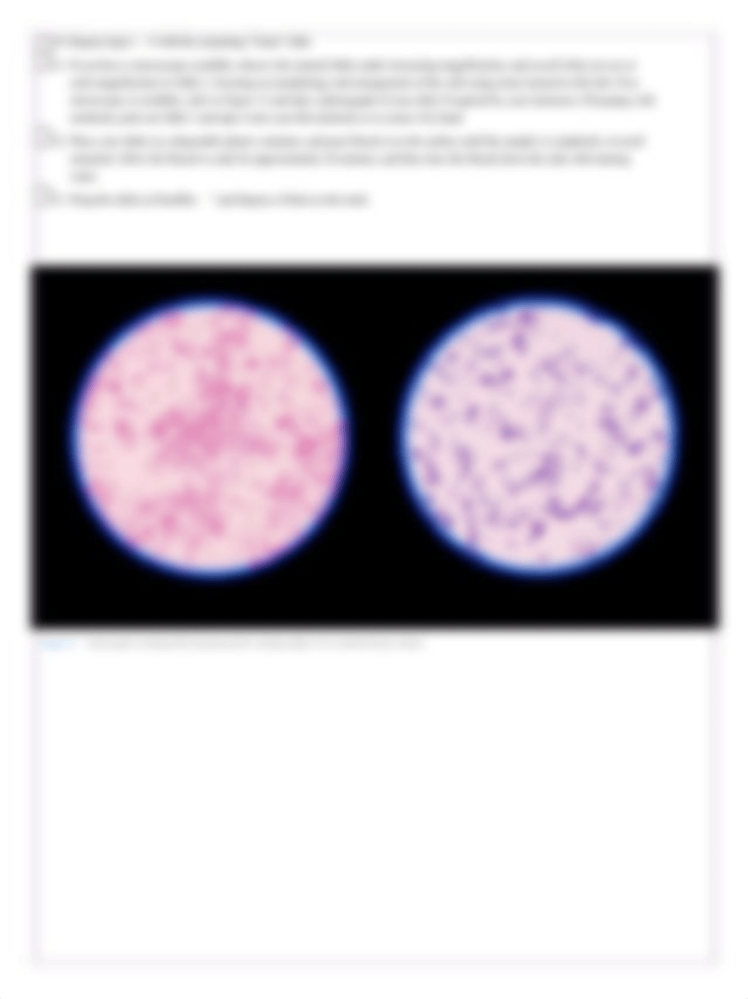 Micro Biology_6200_L05_Exp3_GramStain.pdf_df6u0d402an_page2