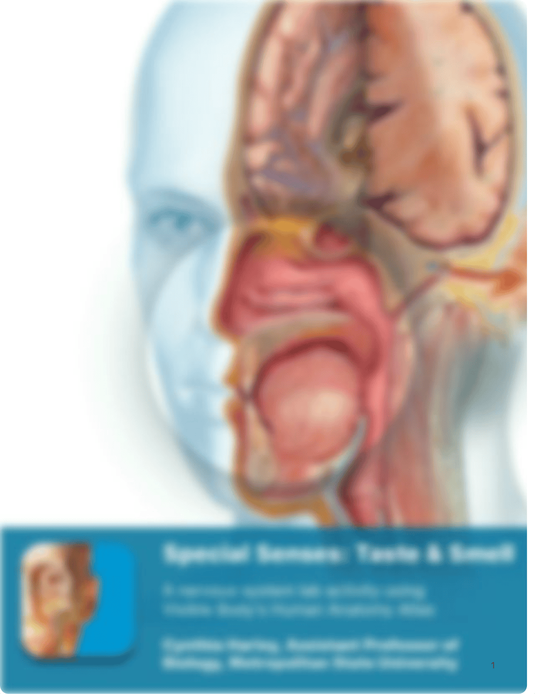 lab manual_senses taste smell_atlas copy Bio 200-L23.pdf_df6wsye79ix_page1