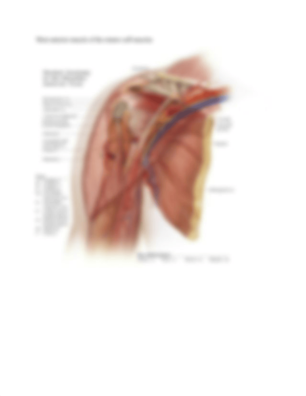 Rotator Cuff Muscles_df70p61y1q0_page2