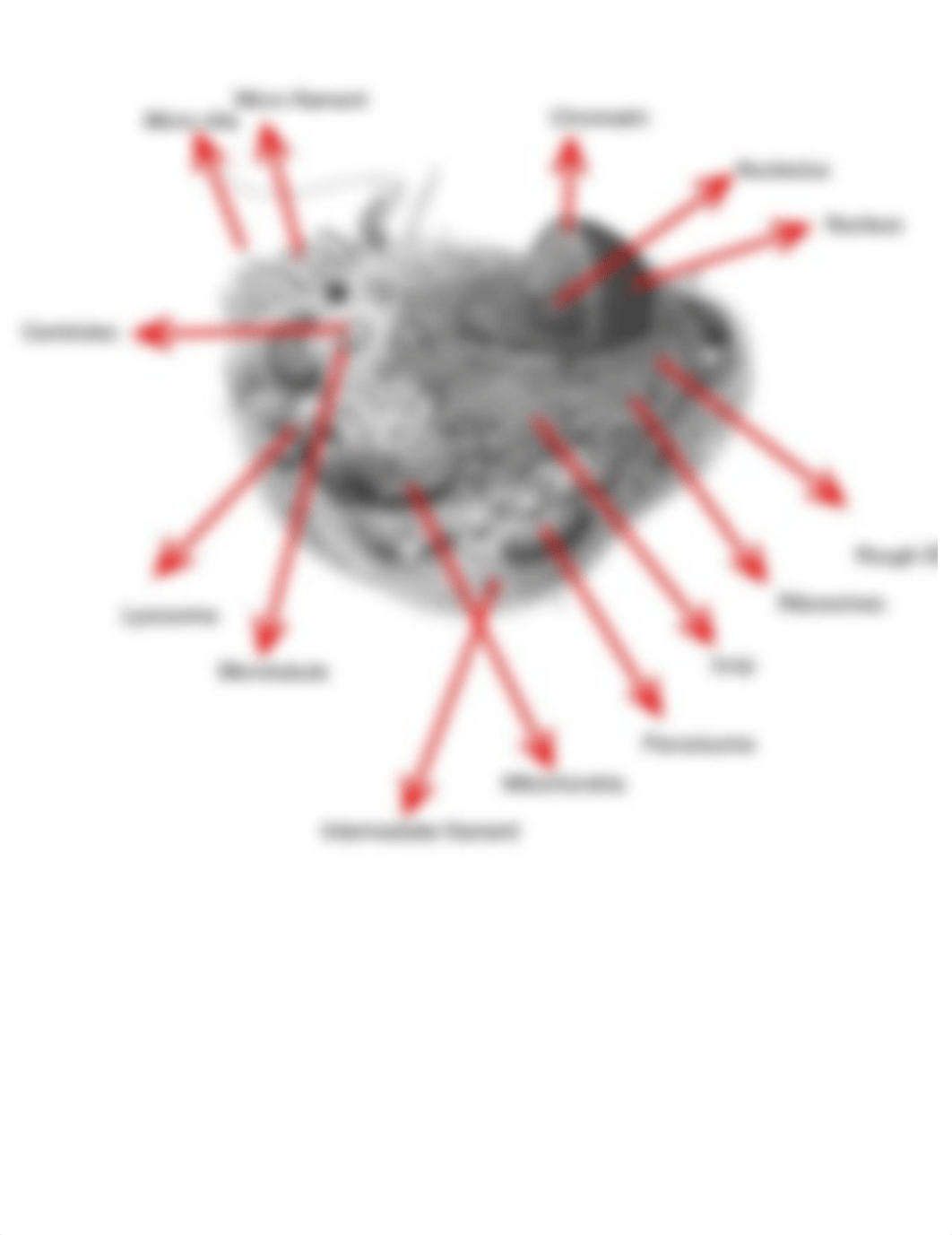 Exercise+5+++Cells-1.pdf_df96aj1v2cn_page5