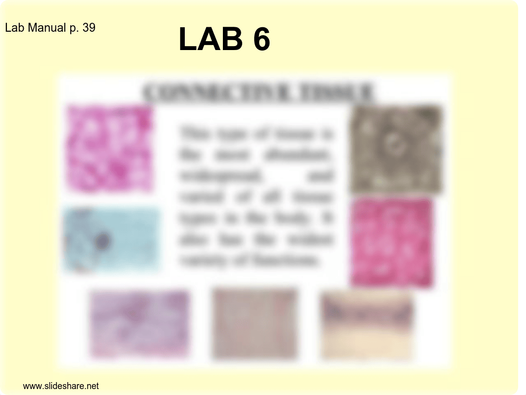 LAB 6 CONNECTIVE TISSUE.pdf_df9q96j5apr_page1