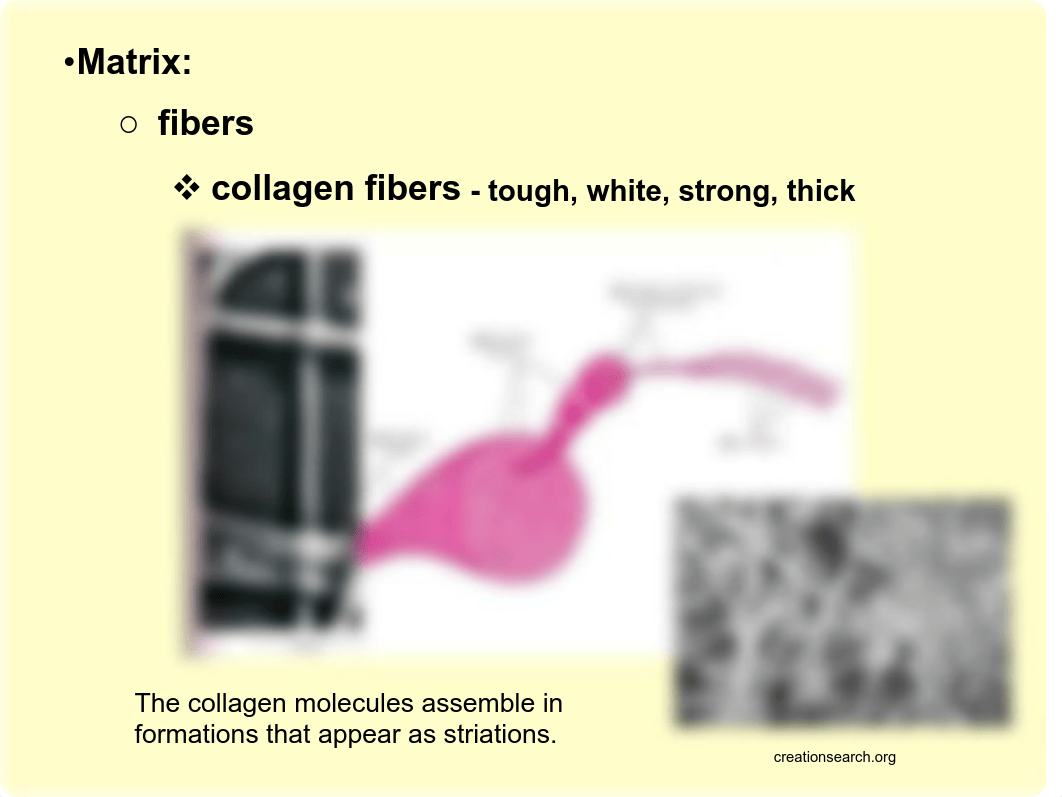 LAB 6 CONNECTIVE TISSUE.pdf_df9q96j5apr_page5