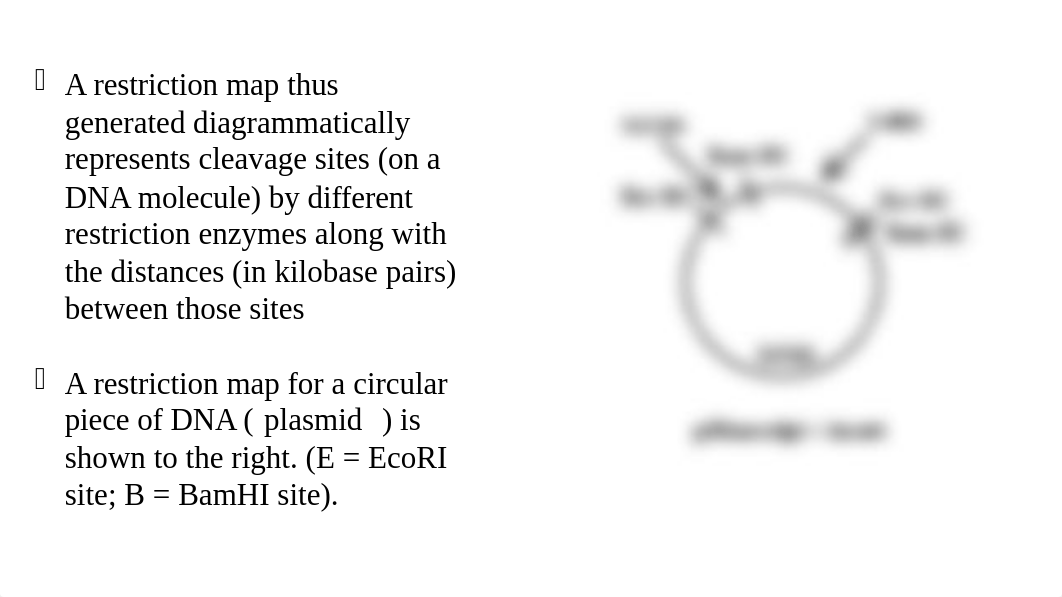 Lab 7 Restriction mapping of Plasmid DNA.pptx_df9regbu1ew_page3