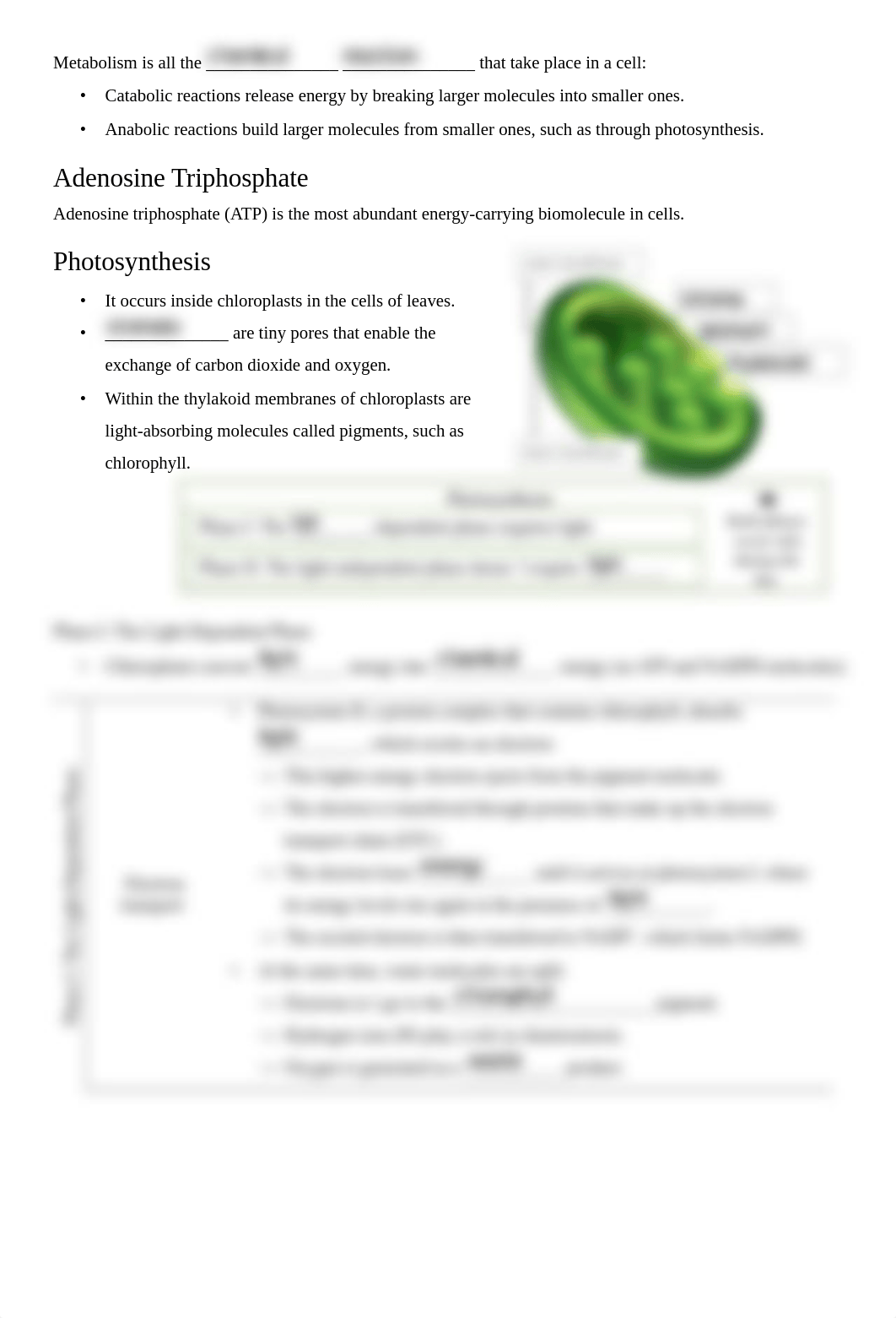 Photosynthesis and Cellular Respiration.pdf_dfa0ddoytpi_page2