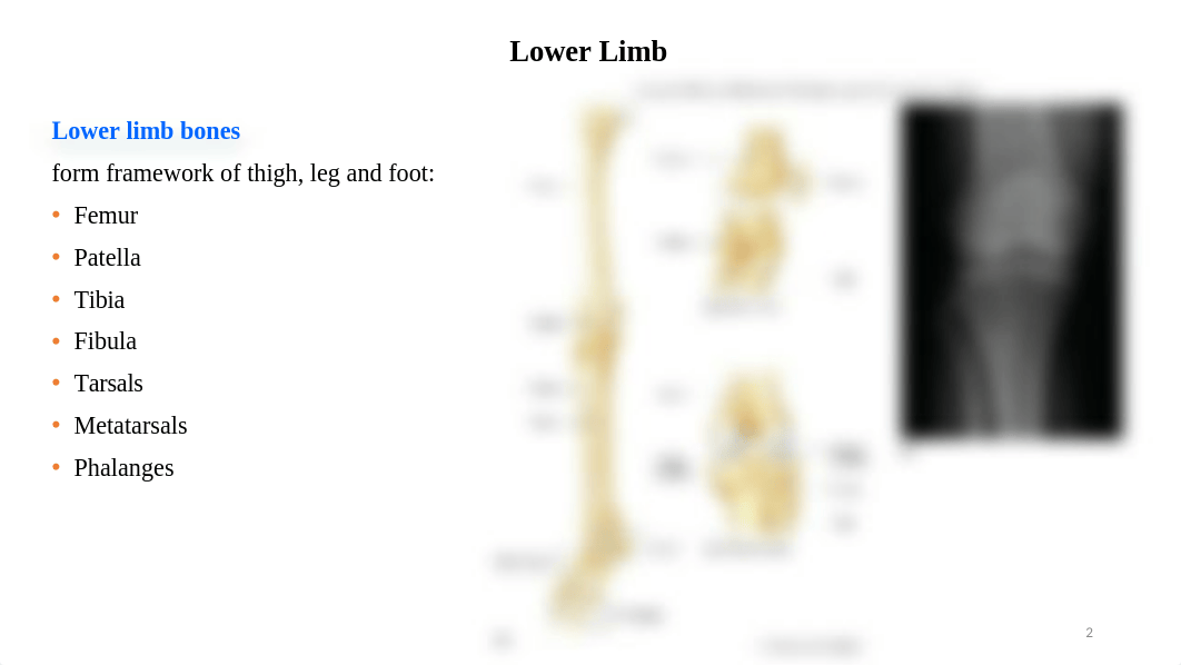 lower limbs and joints-Lab 8 summary (6).pptx_dfa6qy9wsgb_page2