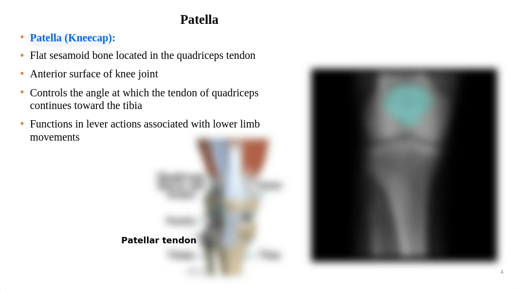 lower limbs and joints-Lab 8 summary (6).pptx_dfa6qy9wsgb_page4