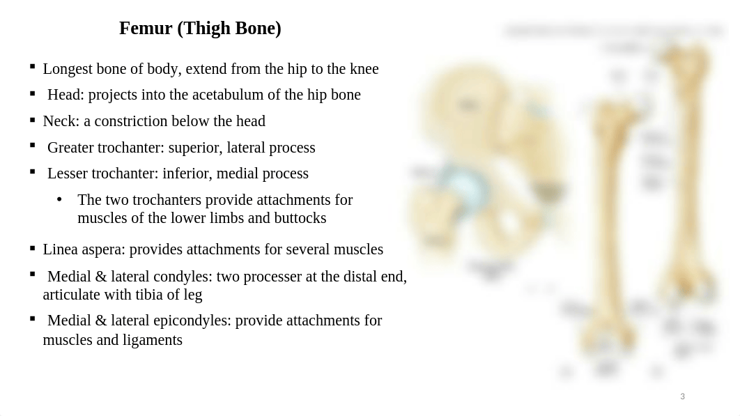 lower limbs and joints-Lab 8 summary (6).pptx_dfa6qy9wsgb_page3