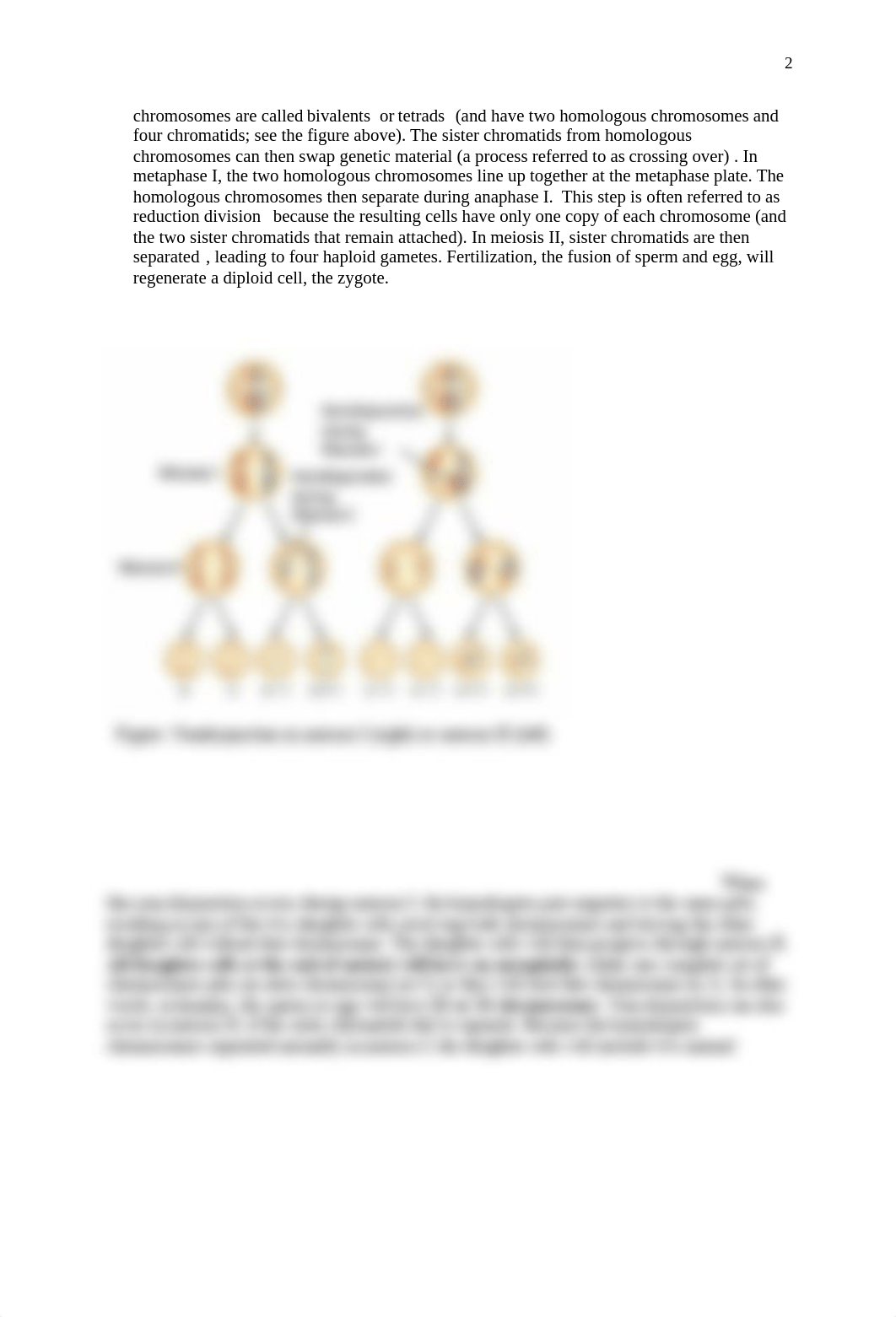 Mallory Tripp 3 Meiosis and Sea Urchin Fertilization .pdf_dfasjb5t5nv_page2