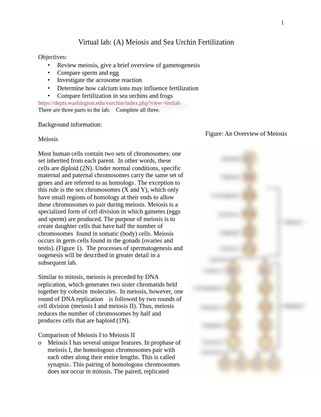 Mallory Tripp 3 Meiosis and Sea Urchin Fertilization .pdf_dfasjb5t5nv_page1