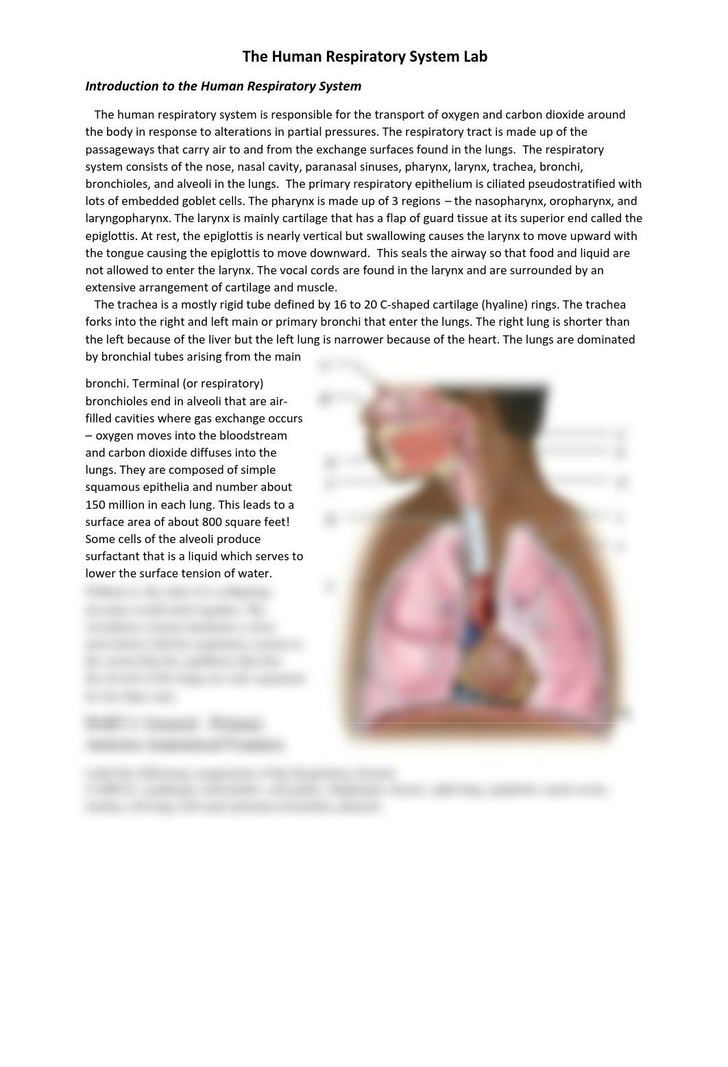 The Human Respiratory System Lab (Week 10).pdf_dfauih5mhu5_page1