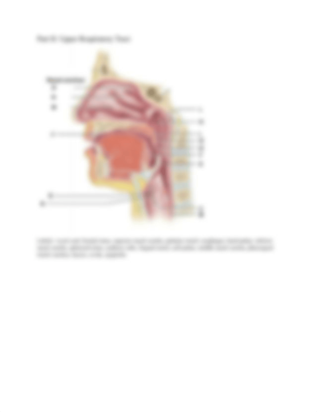 The Human Respiratory System Lab (Week 10).pdf_dfauih5mhu5_page2