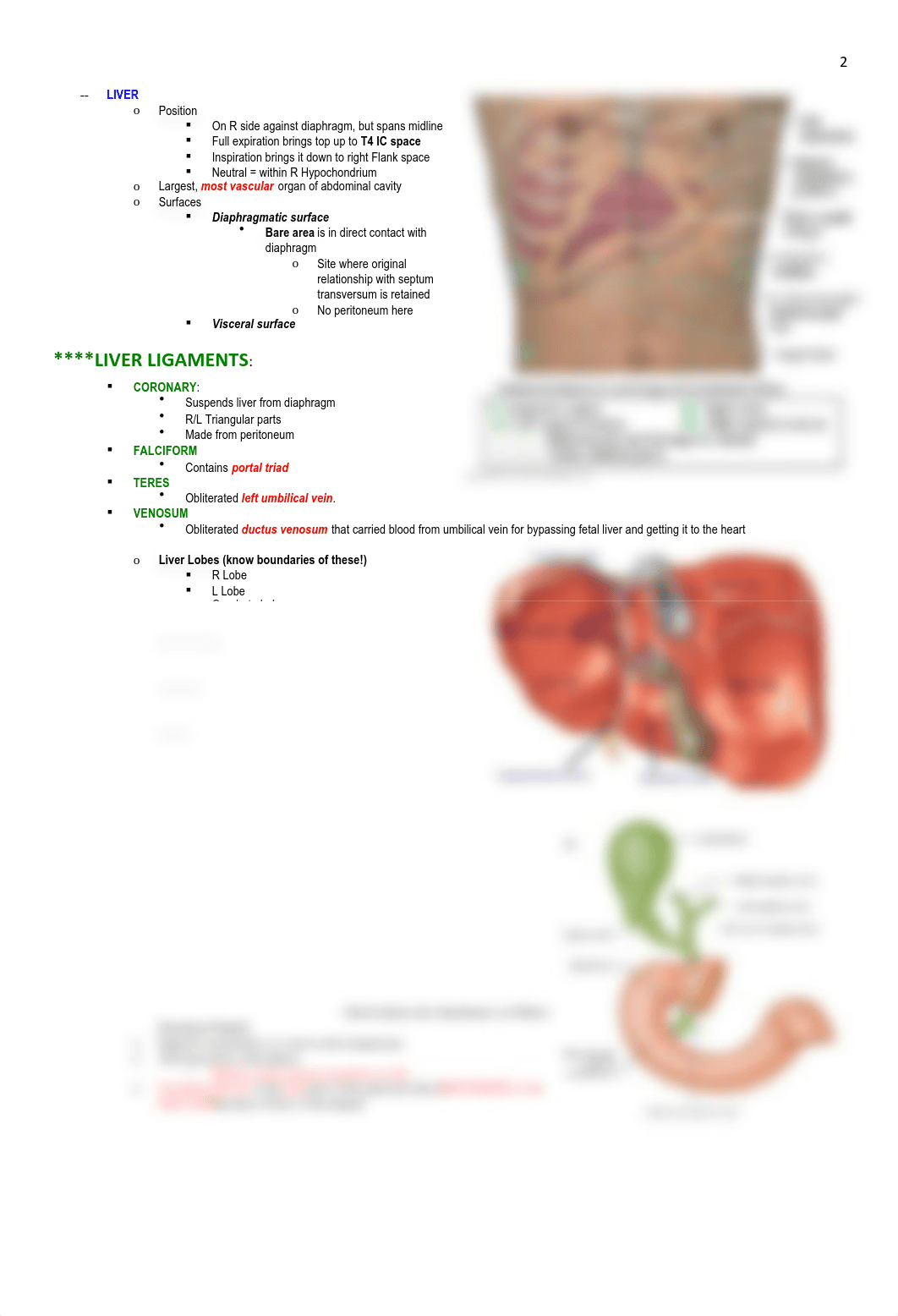 Anatomy - Abdomen - BL_dfbi4xla52n_page2