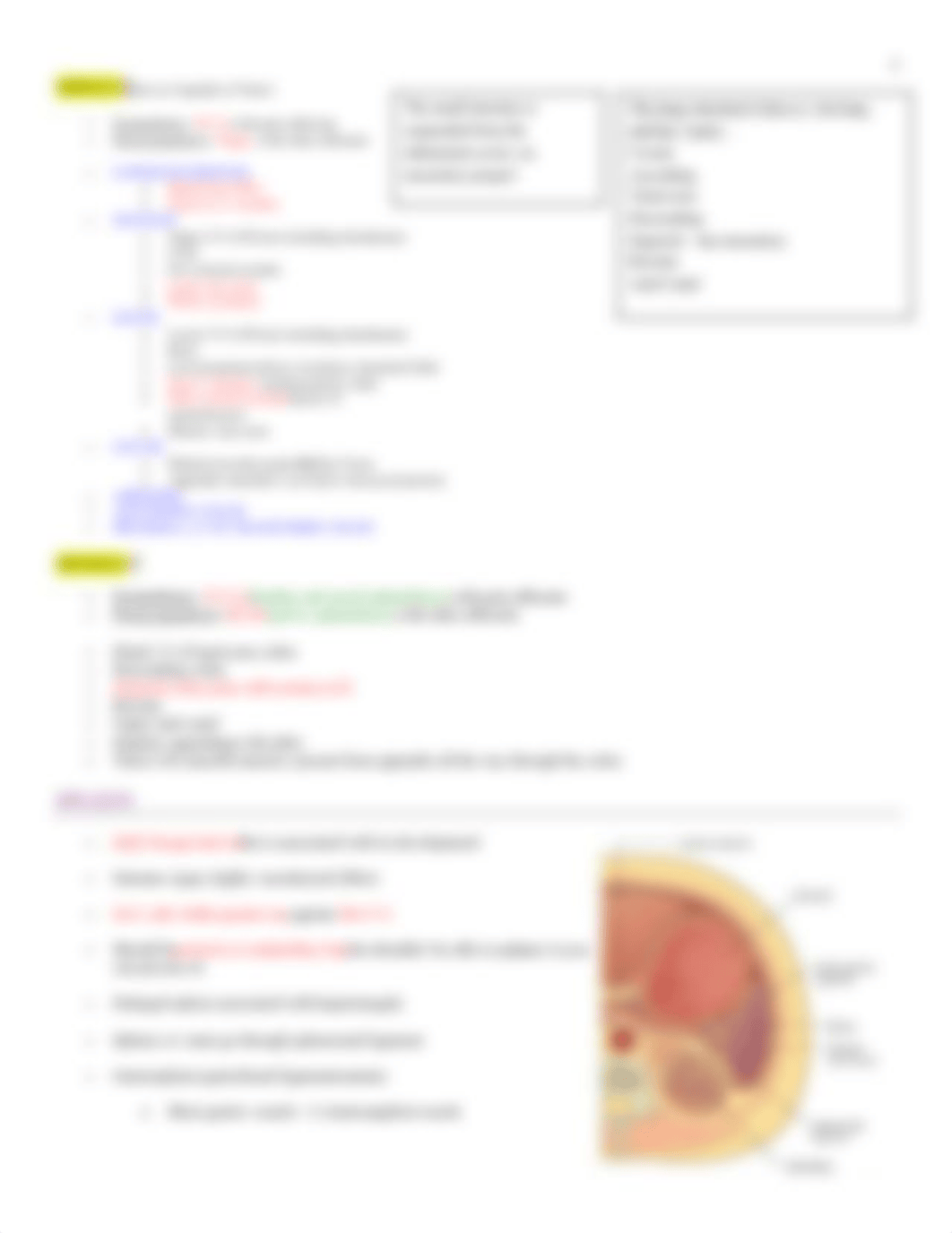 Anatomy - Abdomen - BL_dfbi4xla52n_page3