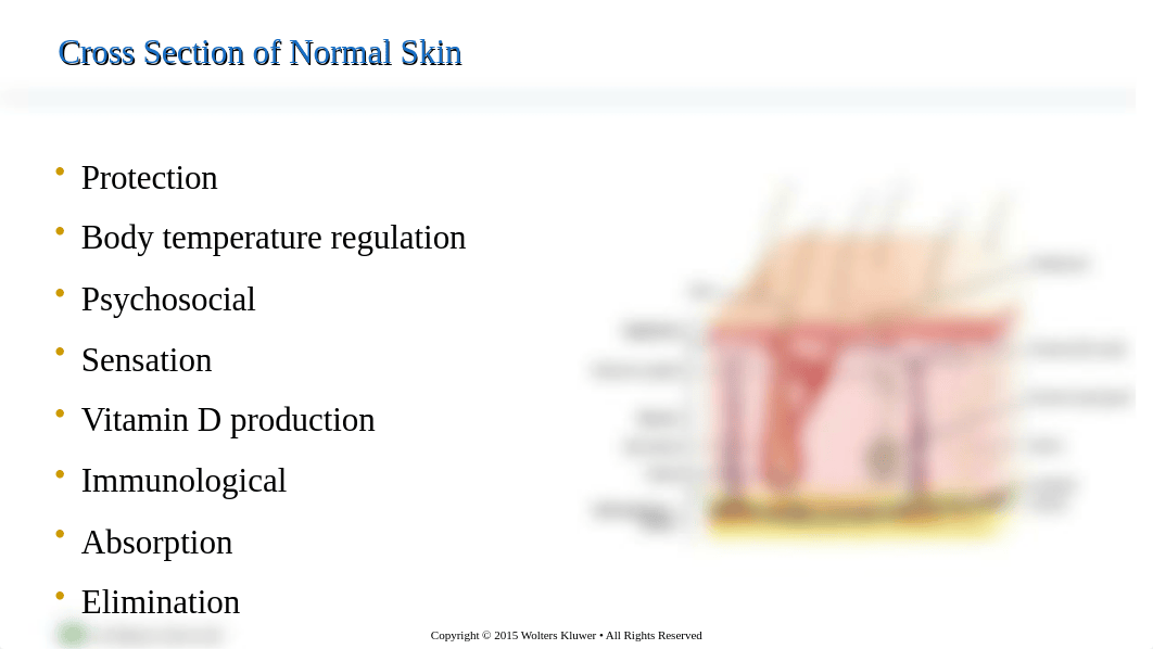 Foundations of Nursing Skin Integrity and Wound Care.pptx_dfbtx8srp4z_page4