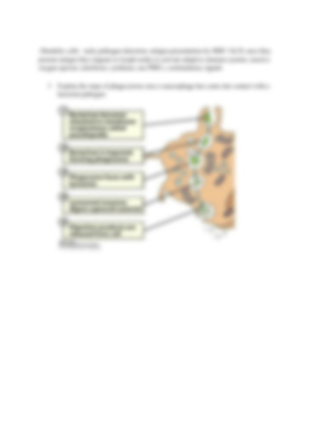 Immunology Exam 2_dfc7cxoyrr5_page2