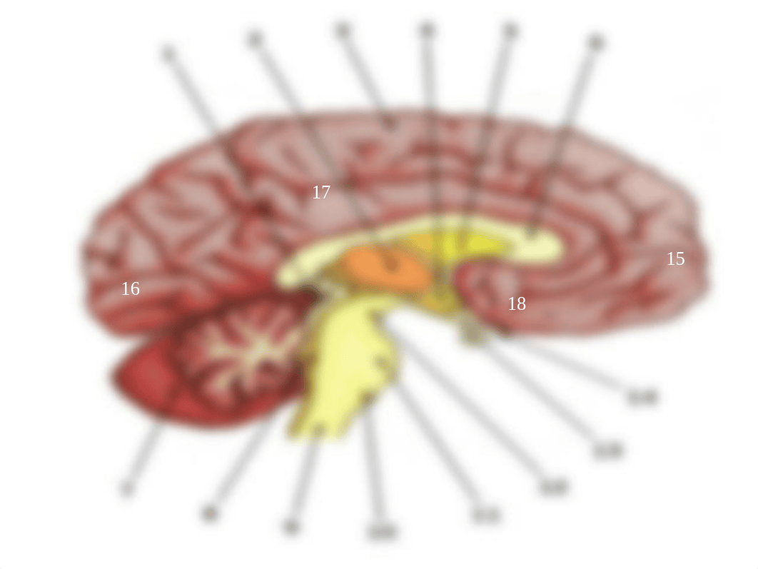 Module 3 APPLICATION activity 1, Brain labeling requirement.pptx_dfcemkrwaql_page1