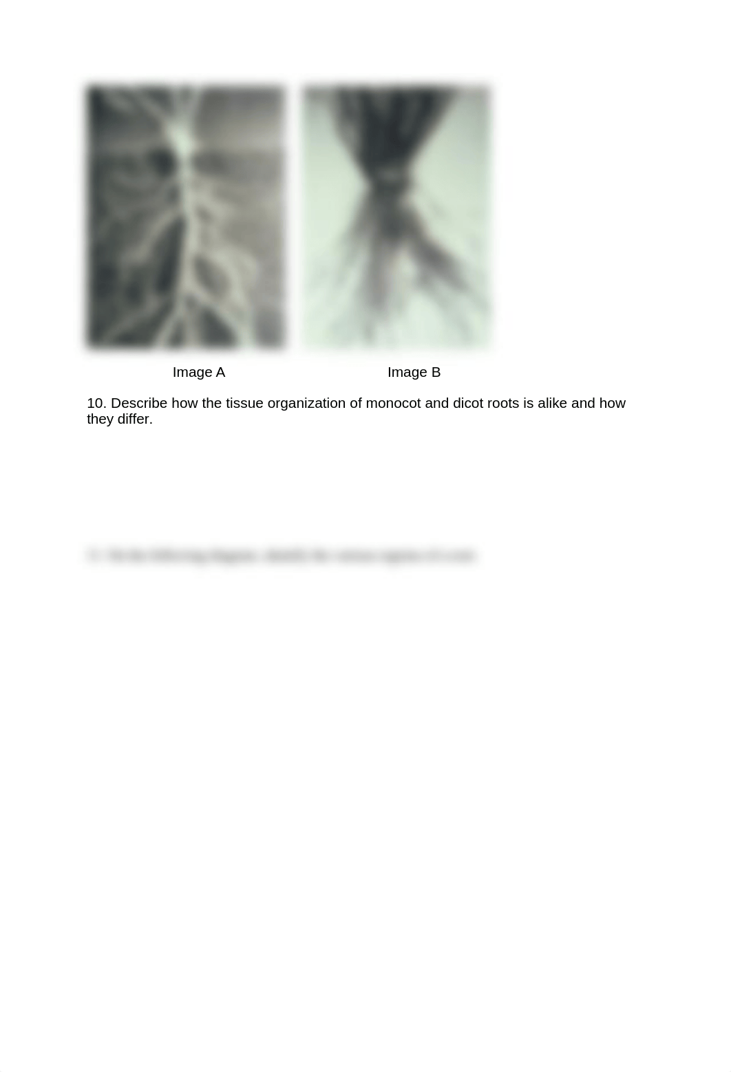 Plant Anatomy and Physiology Lab Document.doc_dfcfr2fju3a_page3