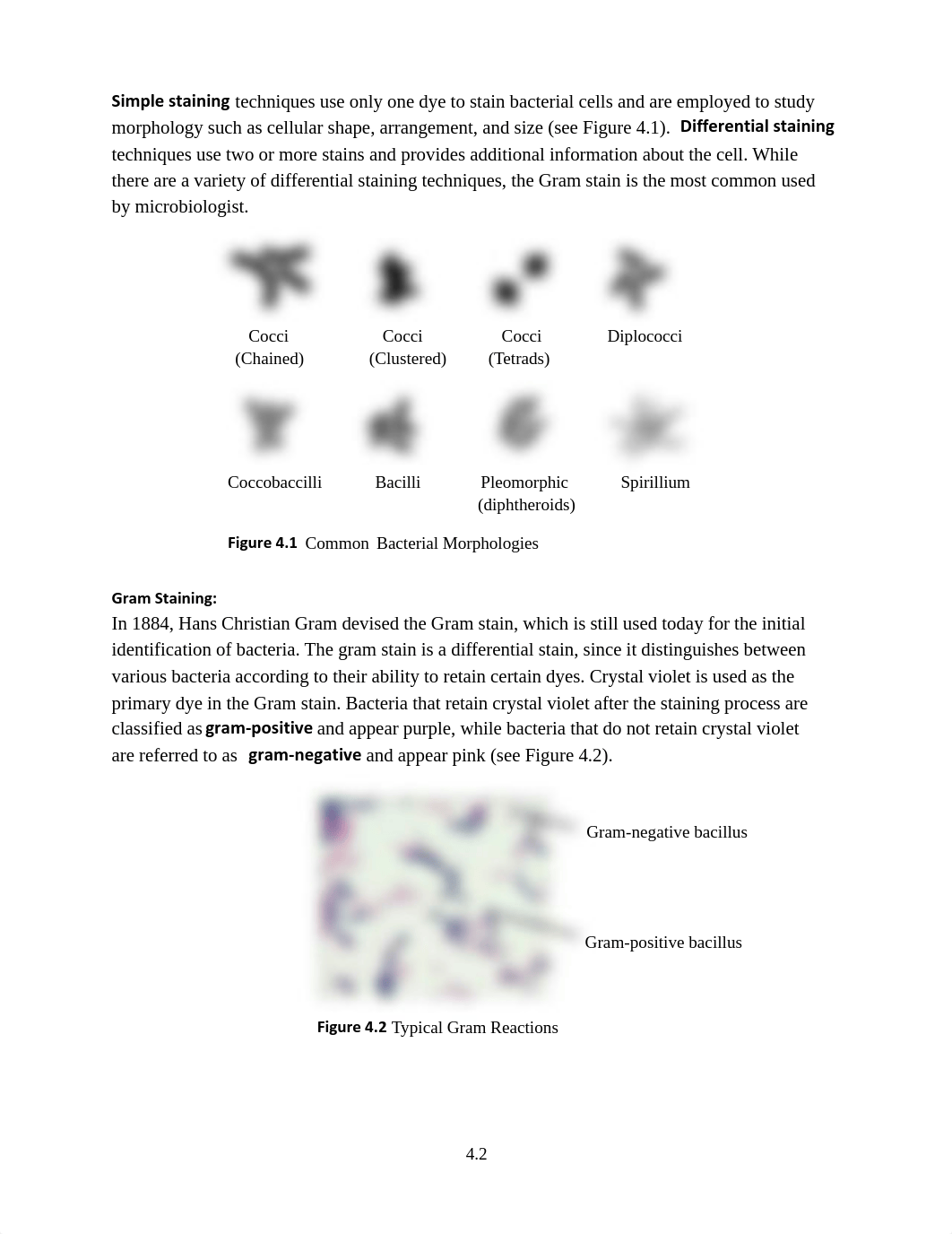 Lab 04 Simple_Gram Staining (1)_dfdegippnhc_page2