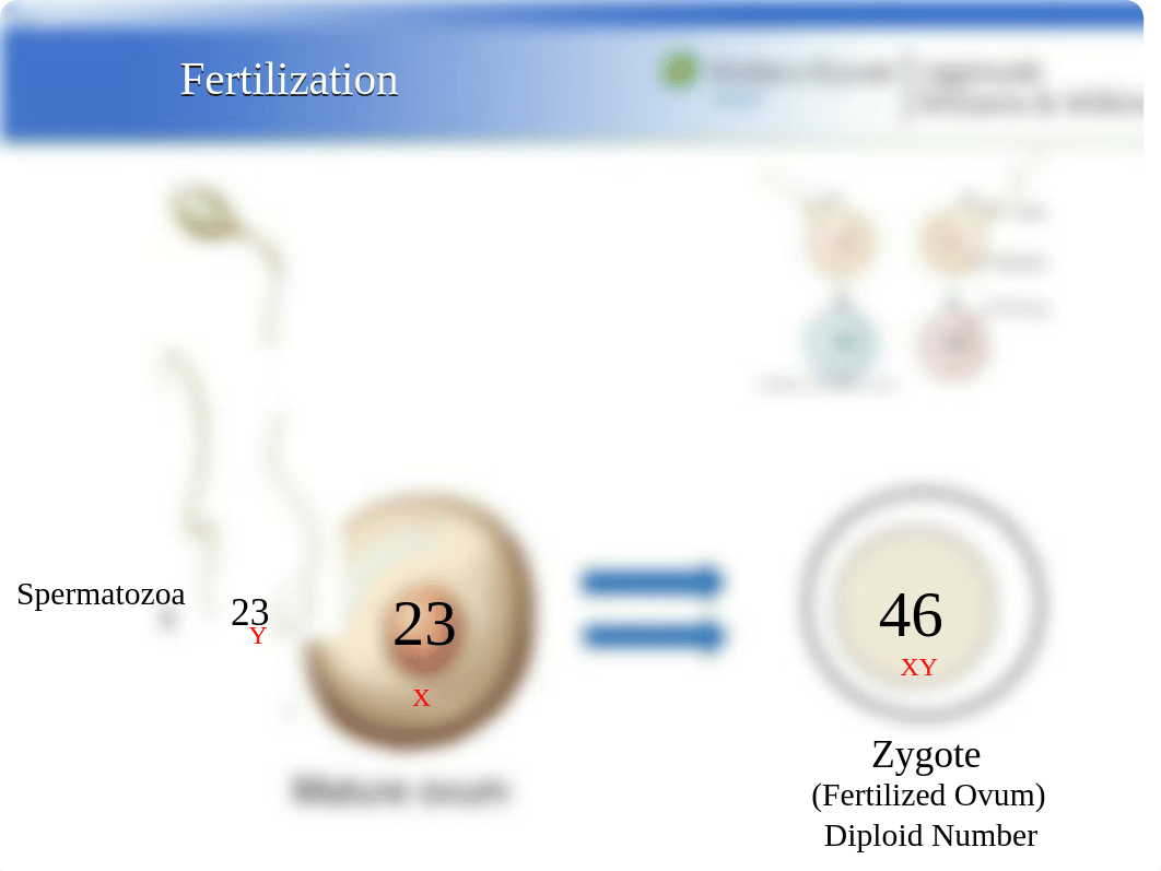 R3E Ch 10S PPT SCA Fetal Development  Genetics_dfdl5xiwaab_page5