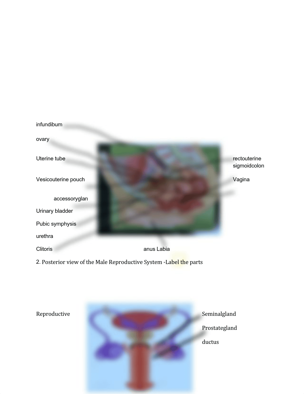 reprodtive system and human devolpment lab.pdf_dfe3otjtnhu_page4