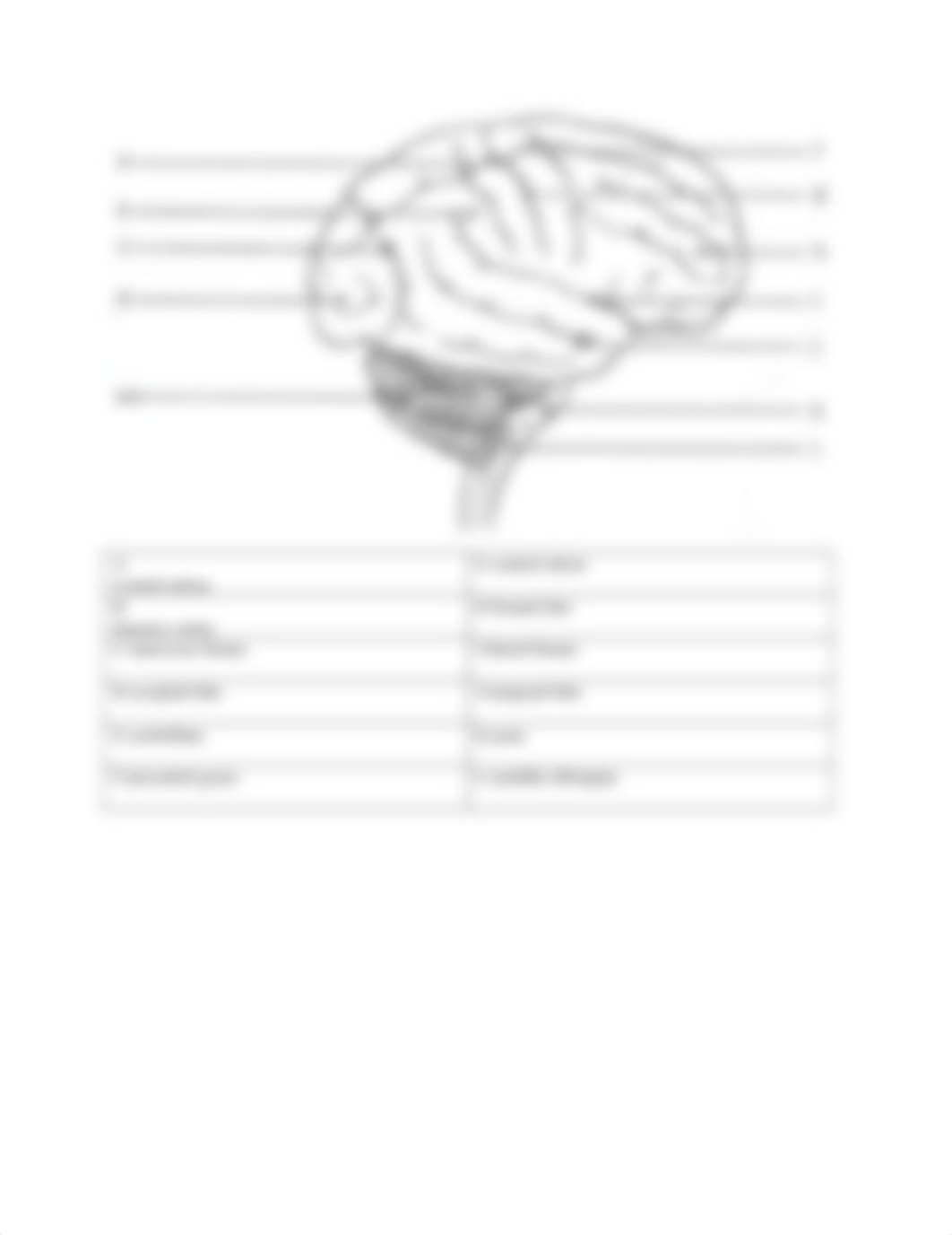 Brain_CNerves_SpinalCord Worksheet.docx_dfe908mocgf_page4