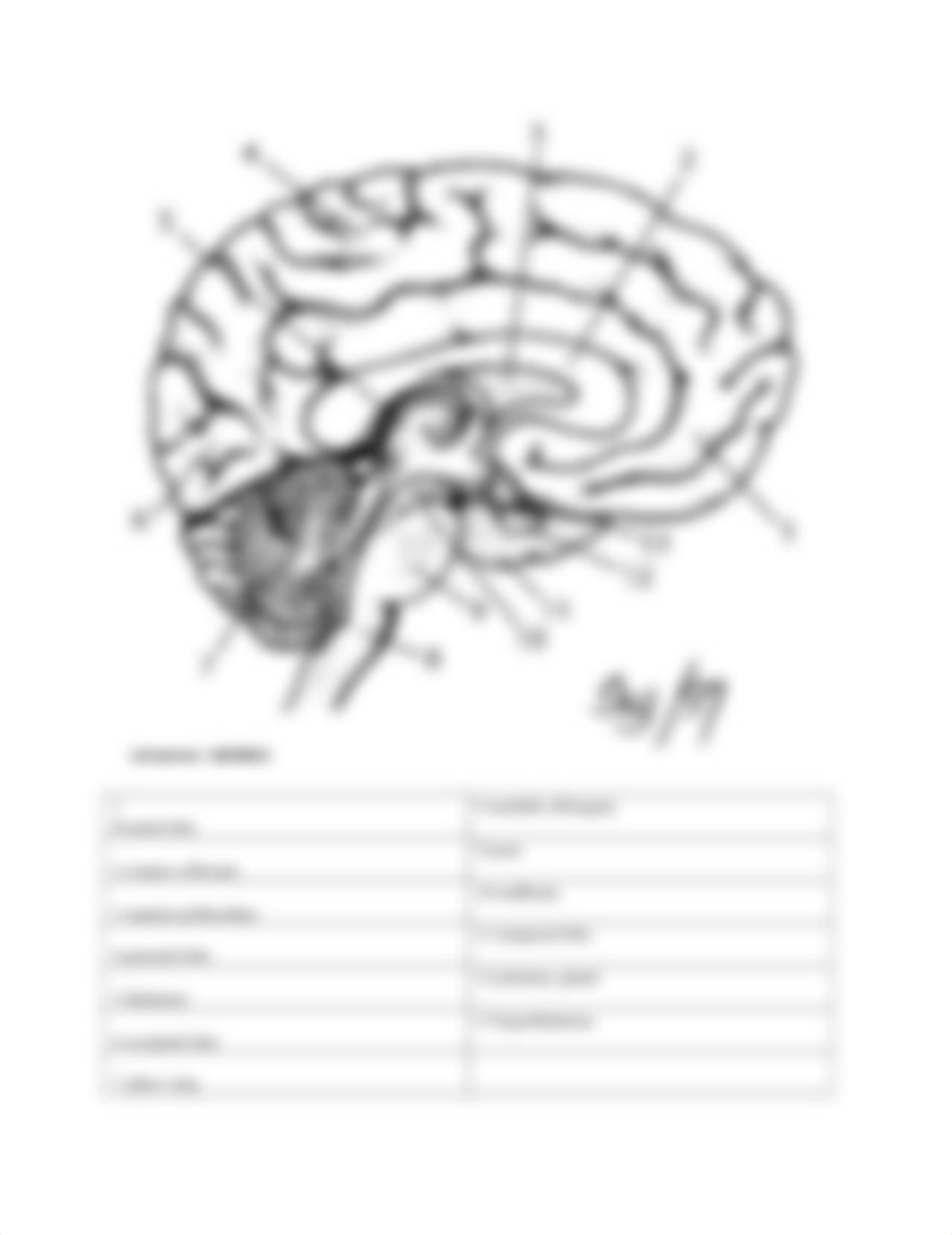 Brain_CNerves_SpinalCord Worksheet.docx_dfe908mocgf_page3