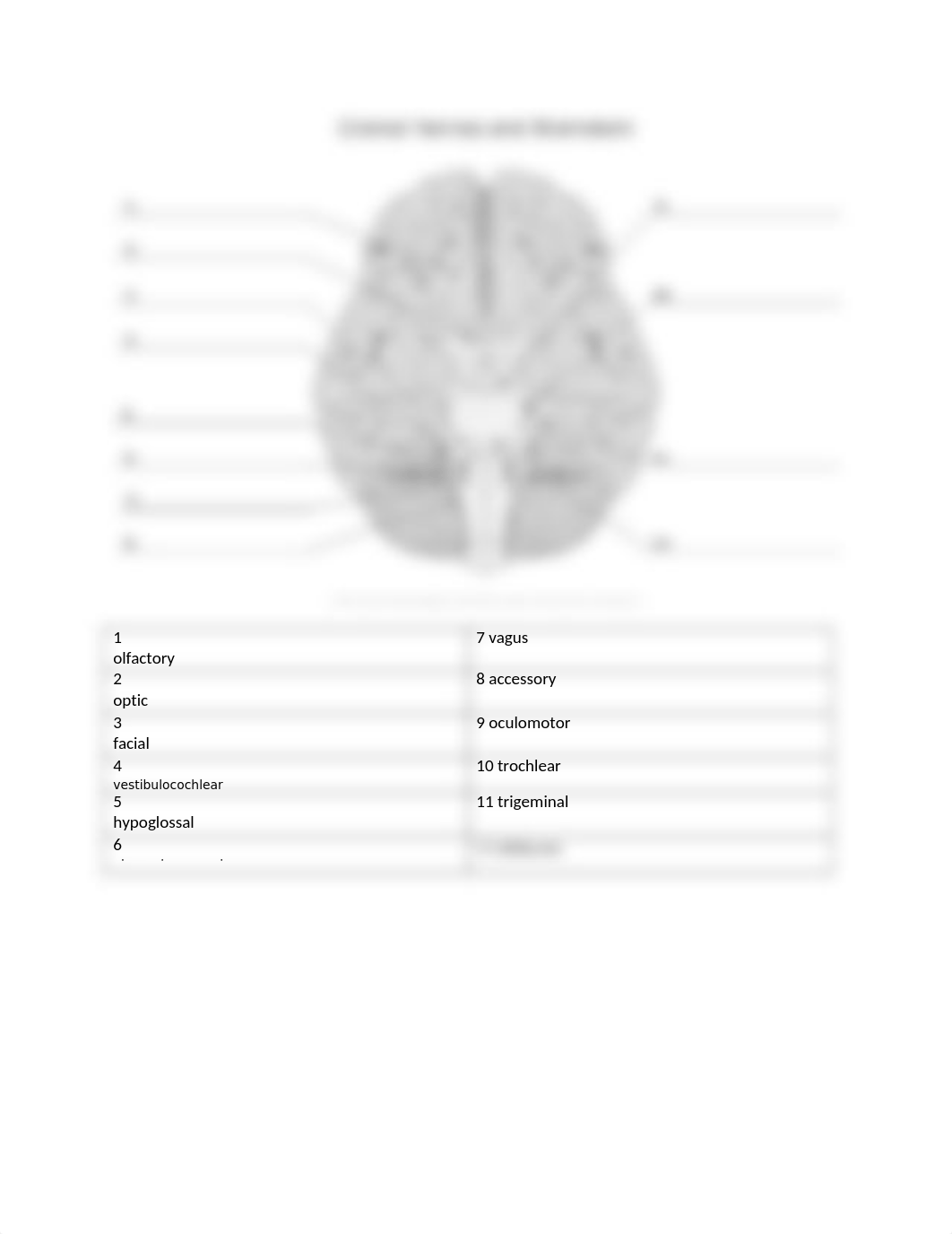 Brain_CNerves_SpinalCord Worksheet.docx_dfe908mocgf_page2