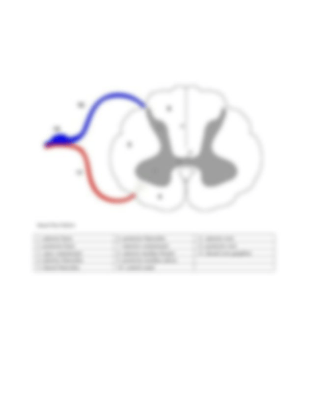 Brain_CNerves_SpinalCord Worksheet.docx_dfe908mocgf_page5