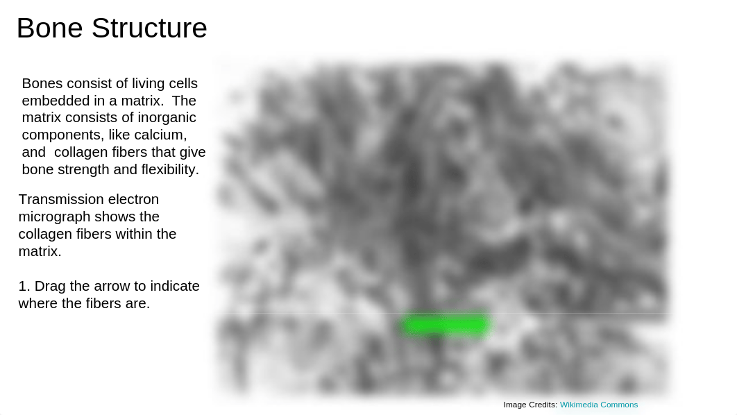 Bone Tissue (Guided Learning) (1) (1).pptx_dfeg7dn4i6s_page1