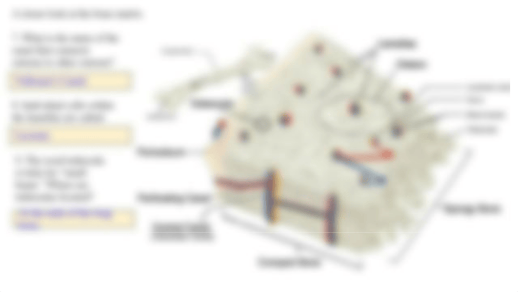 Bone Tissue (Guided Learning) (1) (1).pptx_dfeg7dn4i6s_page4