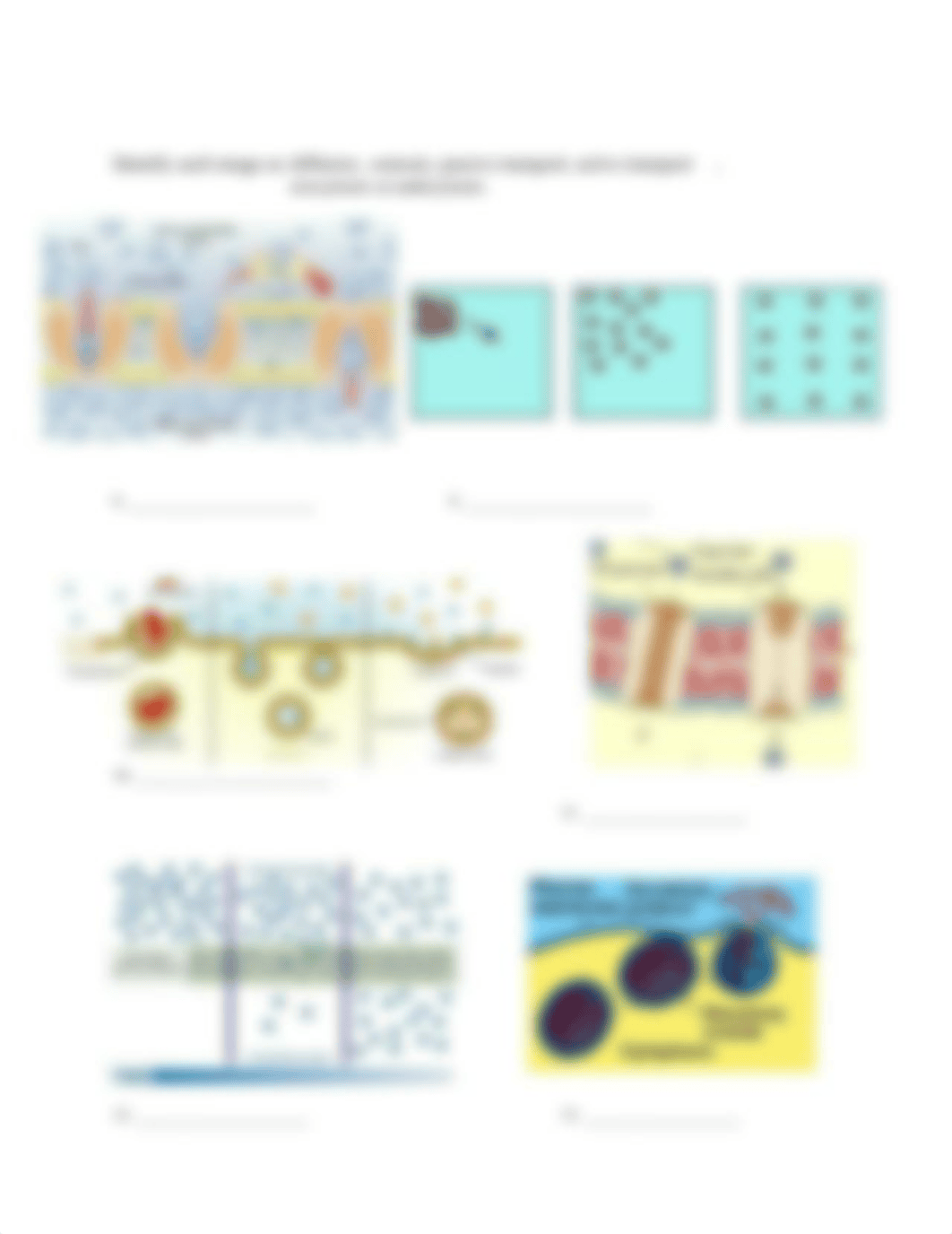 cell_transport_pract (2).docx_dfegsltlosv_page3