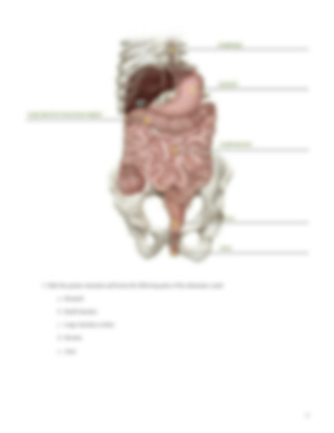 Digestive_System_PDF_Activity - Key.pdf_dfenkf4seya_page4