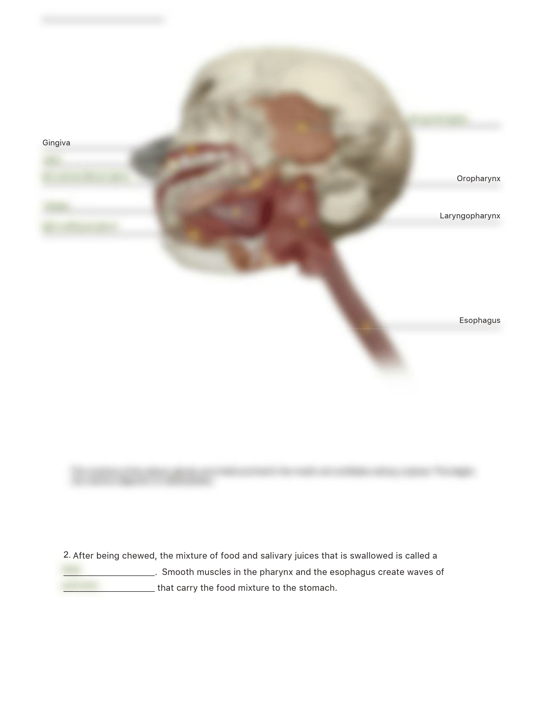 Digestive_System_PDF_Activity - Key.pdf_dfenkf4seya_page2