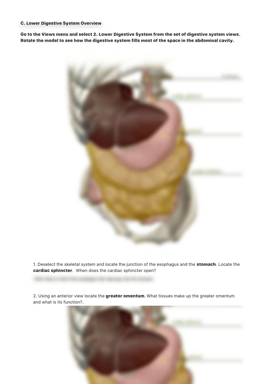 Digestive_System_PDF_Activity - Key.pdf_dfenkf4seya_page3