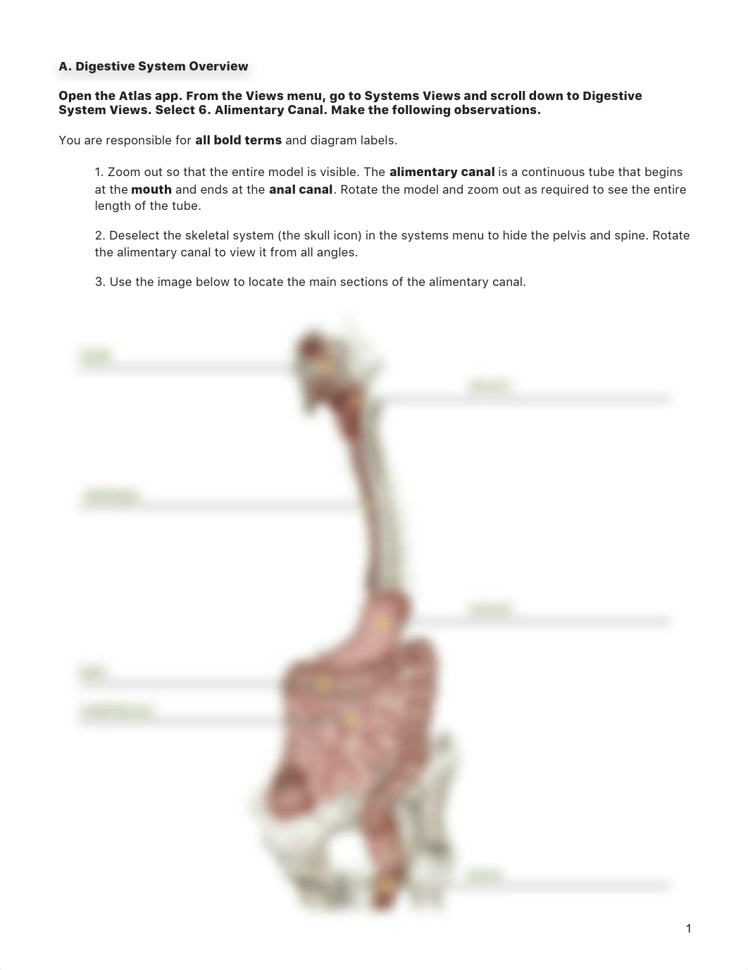 Digestive_System_PDF_Activity - Key.pdf_dfenkf4seya_page1