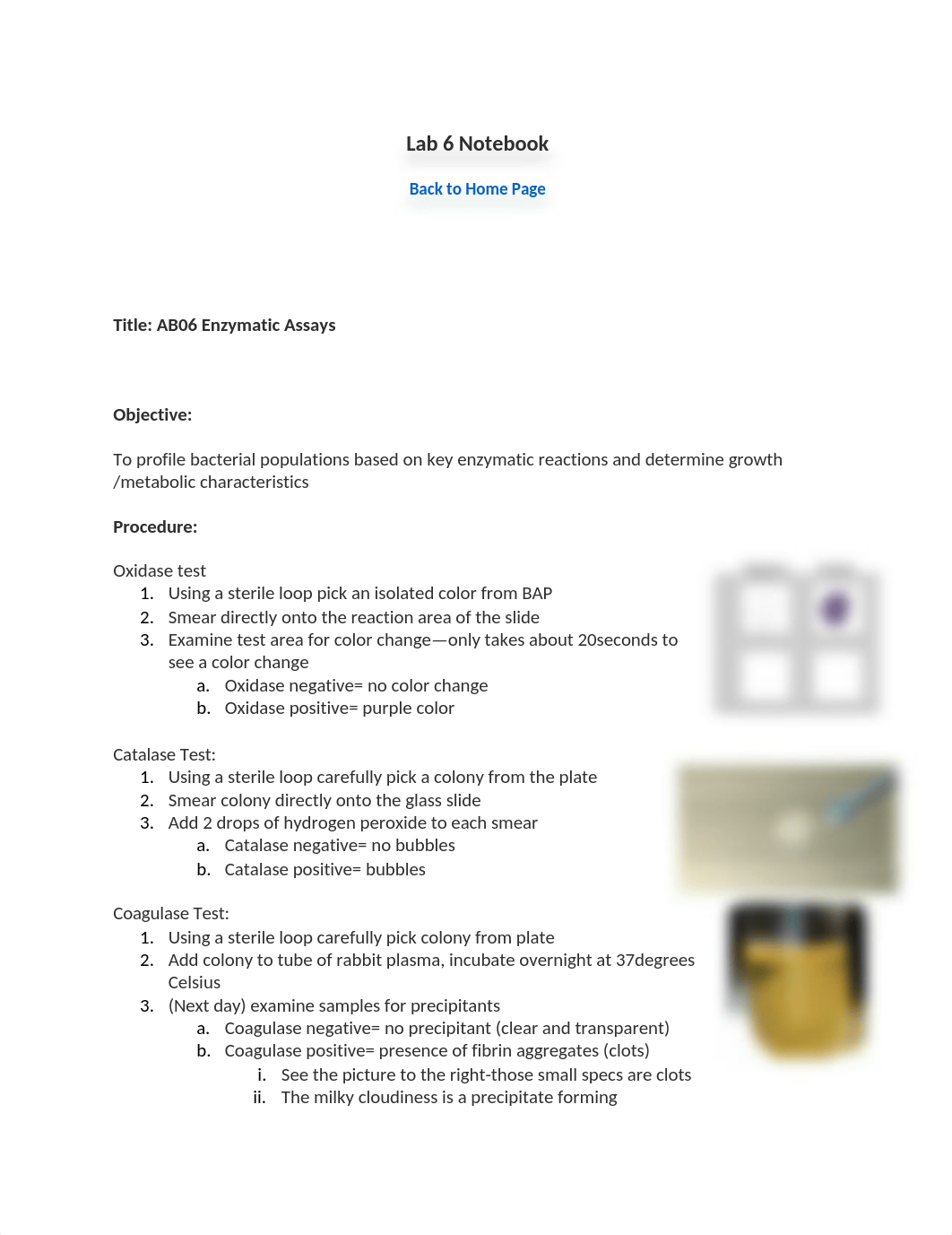 BIOD 171 Microbiology Lab 6 Notebook.docx_dffzsj6nsi8_page1