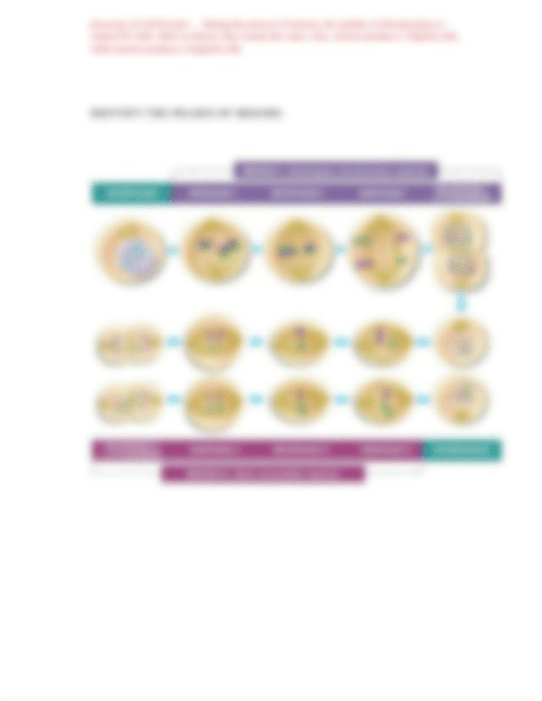 Meiosis Worksheet.docx_dfgkdh10mz9_page3