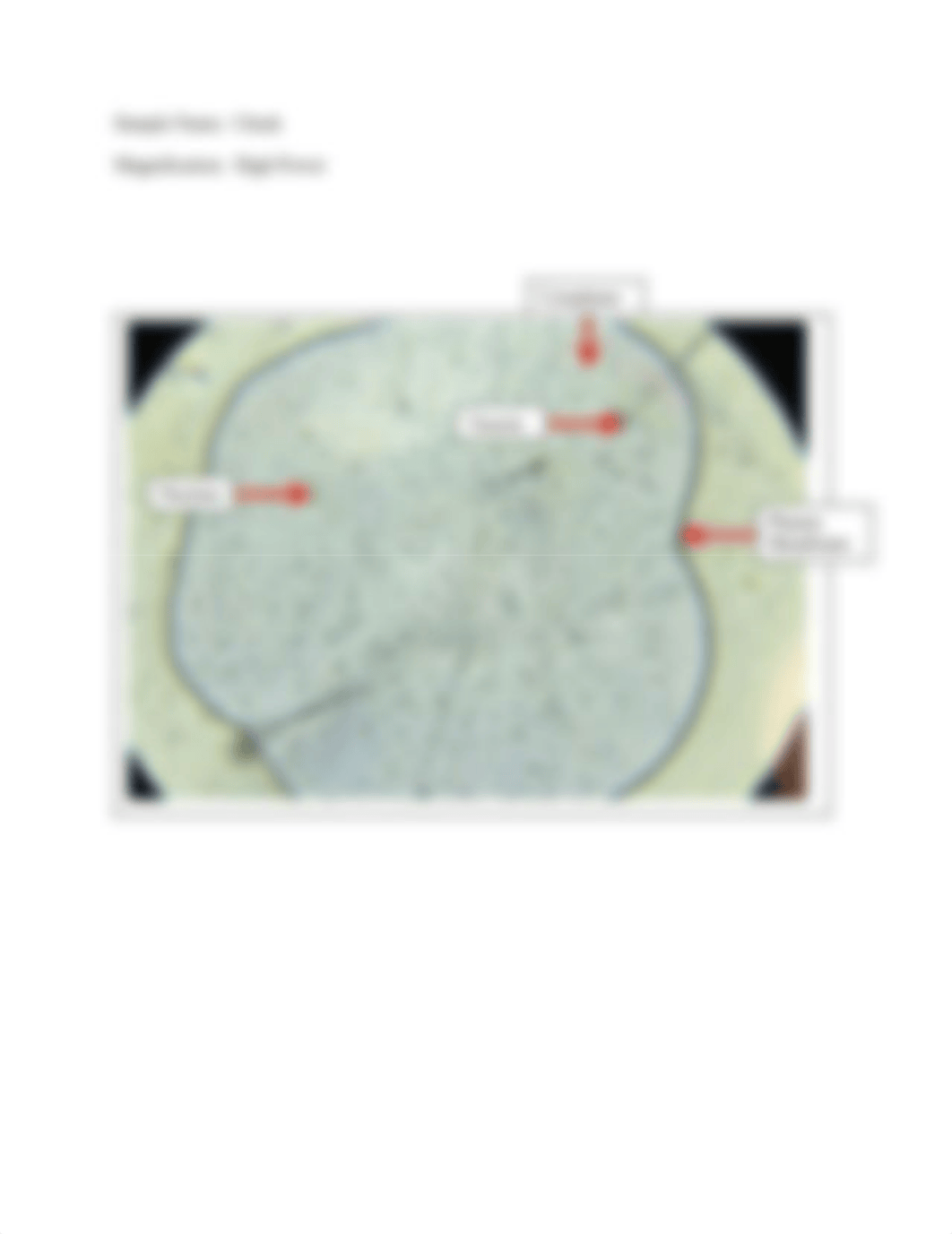 cellanatomyworksheet2v2.pdf_dfh5k5m5i0a_page3