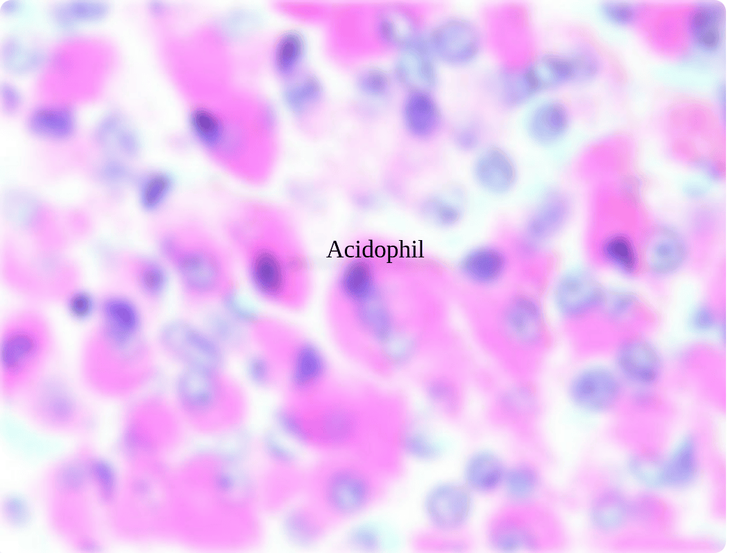 Endocrine Slides and Models To Help You With Labeling (4).pptx_dfh82f6j7l4_page4