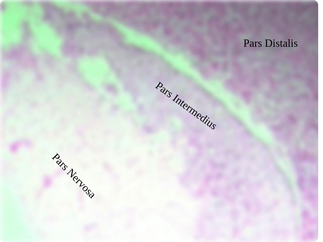 Endocrine Slides and Models To Help You With Labeling (4).pptx_dfh82f6j7l4_page2