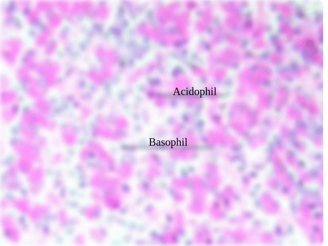 Endocrine Slides and Models To Help You With Labeling (4).pptx_dfh82f6j7l4_page3