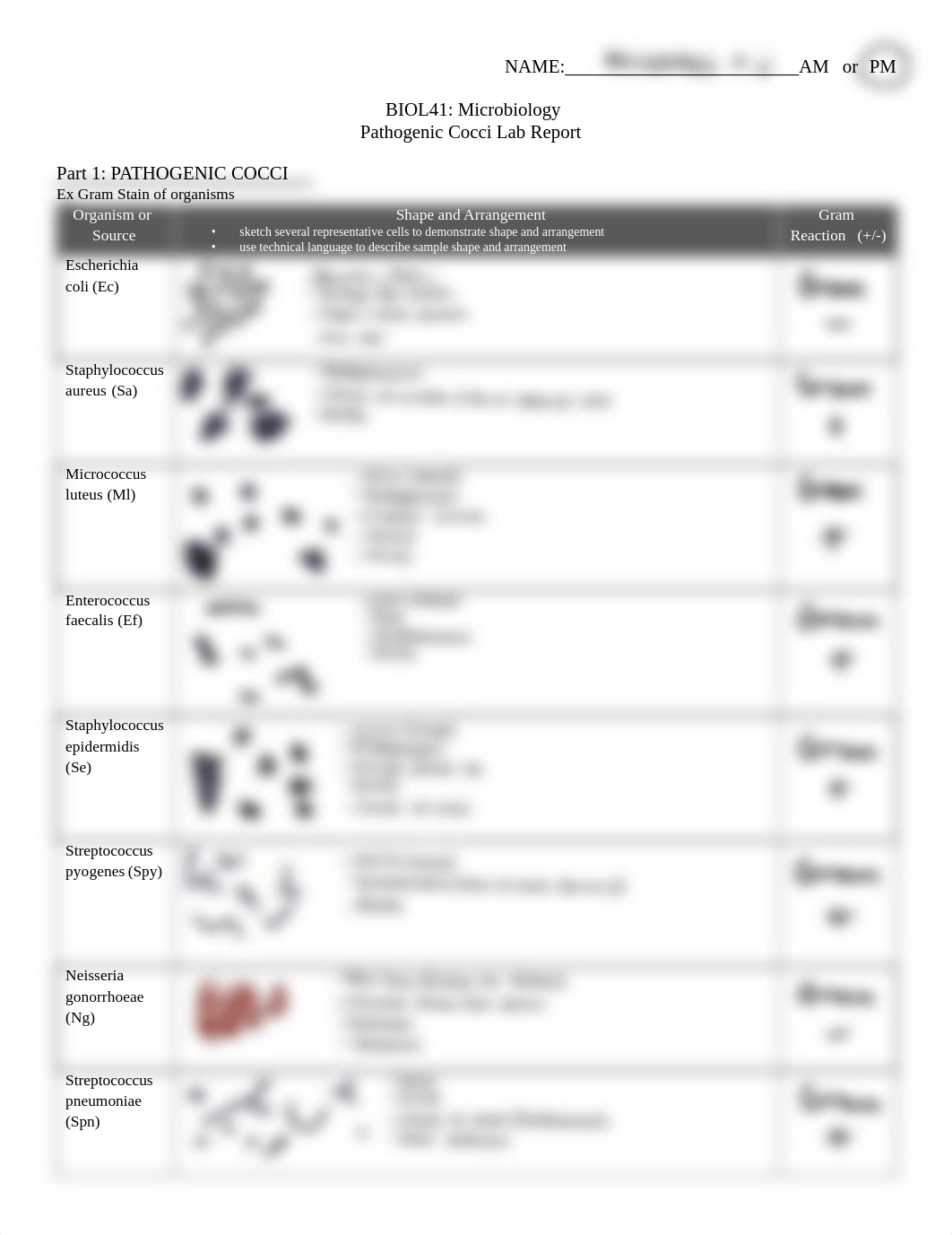 W22+BIOL41+Pathogenic+Cocci++Lab+Report.pdf_dfhcy5oy1rc_page1