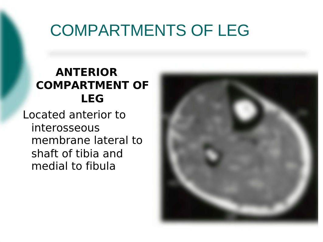 11. Compartments of leg.pptx_dfhpzr0p5v9_page4