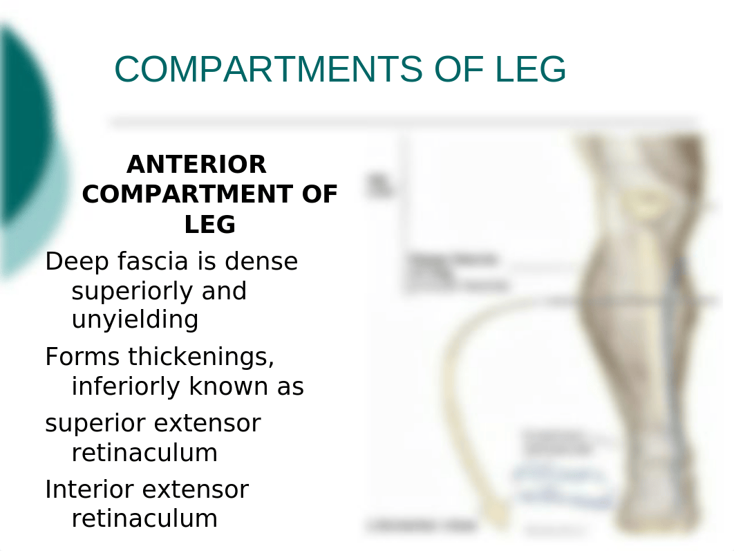 11. Compartments of leg.pptx_dfhpzr0p5v9_page5