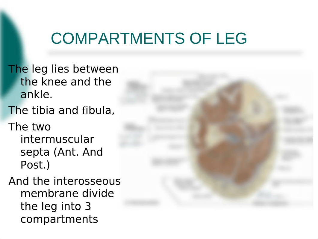 11. Compartments of leg.pptx_dfhpzr0p5v9_page2