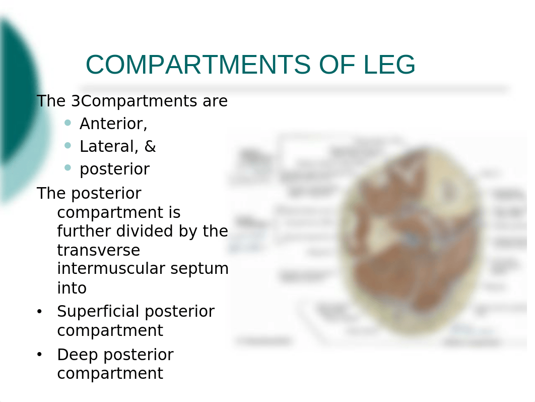 11. Compartments of leg.pptx_dfhpzr0p5v9_page3