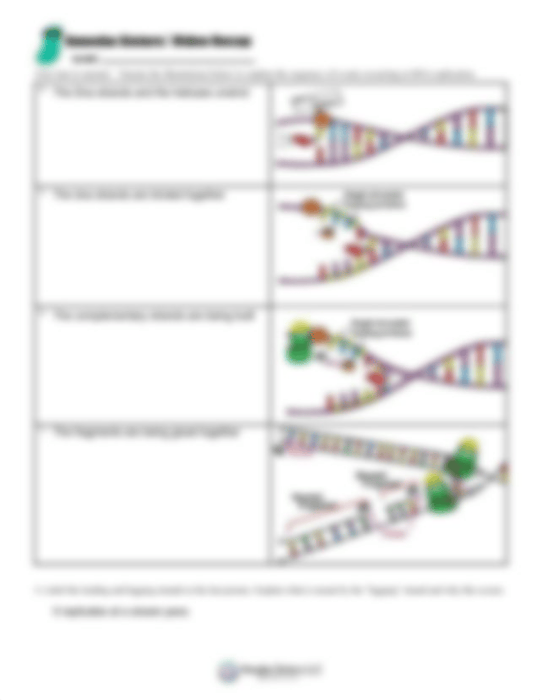 video_recap_of_dna_replication_by_amoeba_sisters_newheader_v_2.pdf_dfhr05d5bcb_page2